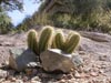 thumb-photo-000004.jpg