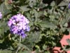 thumb-photo-000017.jpg